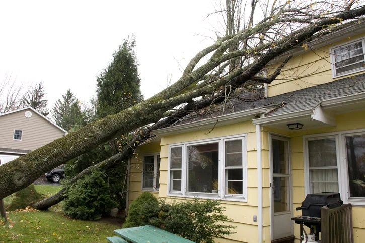 tree damage- how to get insurance to pay for roof replacement