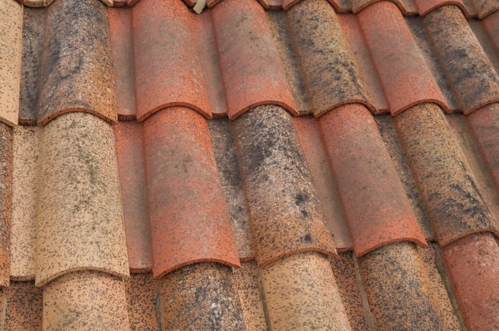 mold on roof