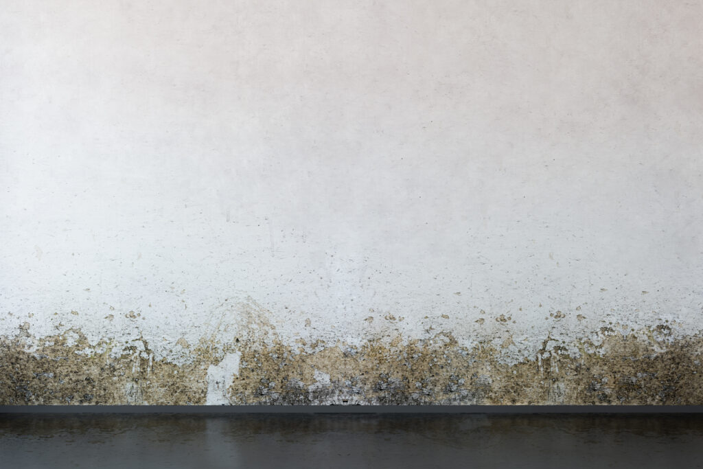 mold on walls
