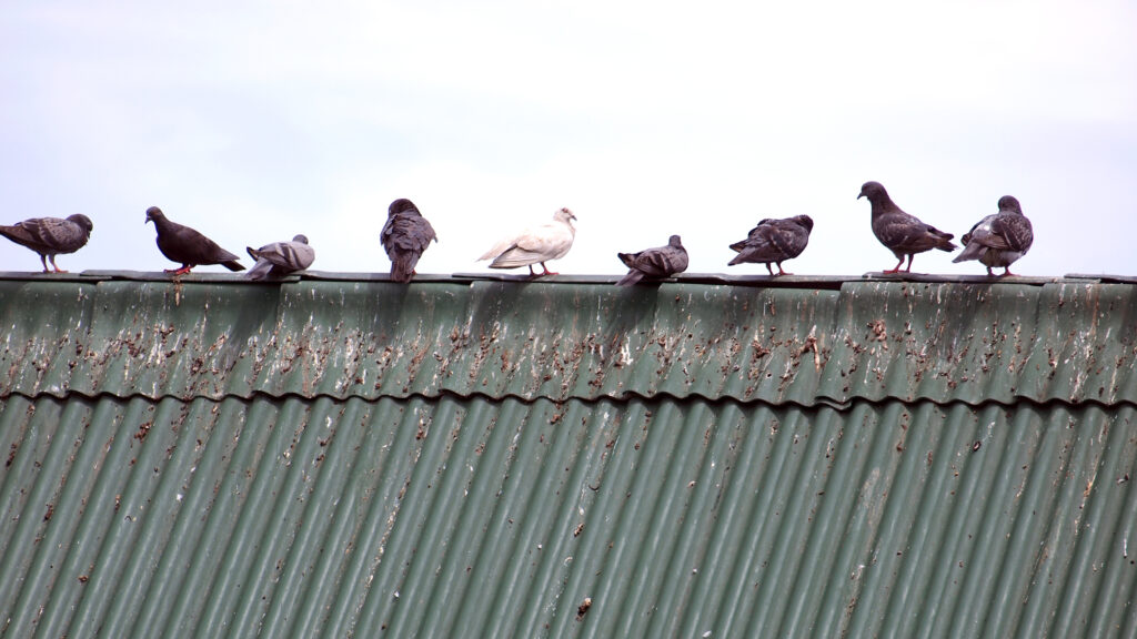 bird spikes/ bird deterrents